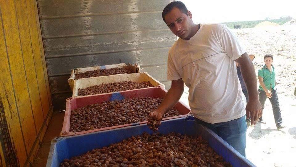الضابطة الجمركية والزراعة تتلفان تمور فاسدة في أريحا تمور فاسدة