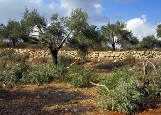 مستوطنون يحطمون أشجار عنب وزيتون ولوزيات شمال الخليل صورة توضيحية