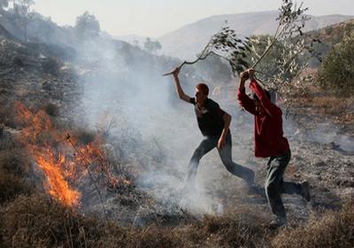 مستوطنون يحرقون أشجار الزيتون في ياسوف حرق الزيتون