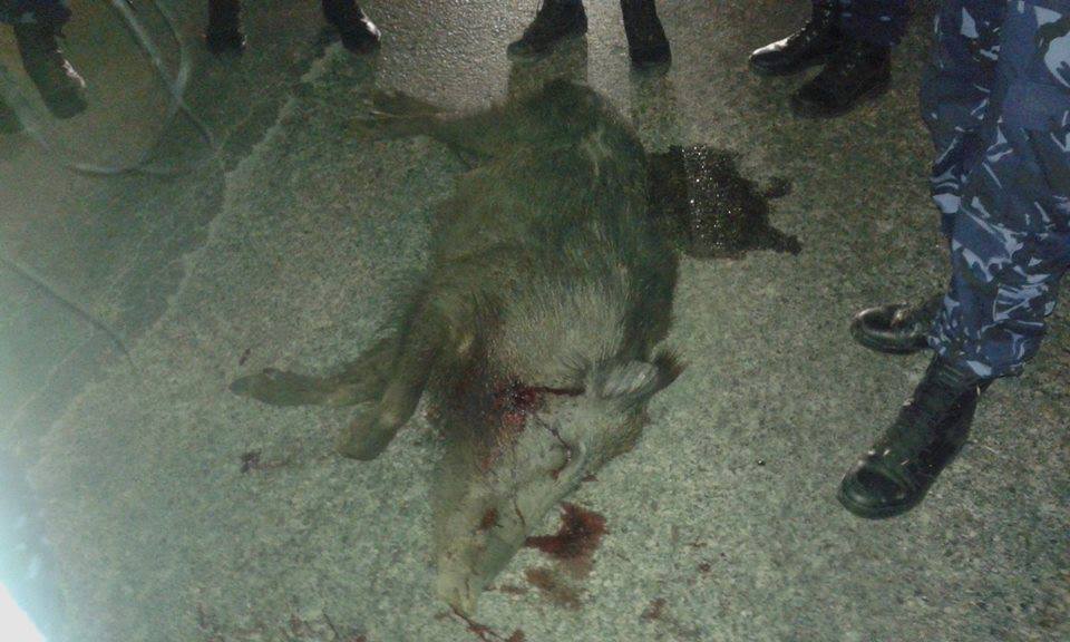 خنازير برية تهاجم منازل المواطنين برام الله خنازير