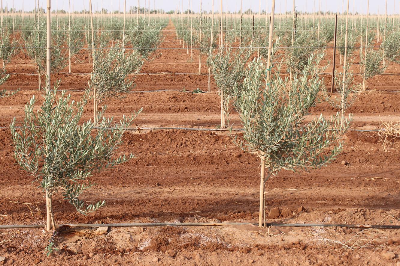 متطوعون يتحدون الاحتلال بزراعة الأشجار جنوب نابلس