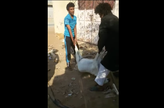 بالفيديو: شابان يقومان بتعذيب ماعز شبان يعذبون ماعز