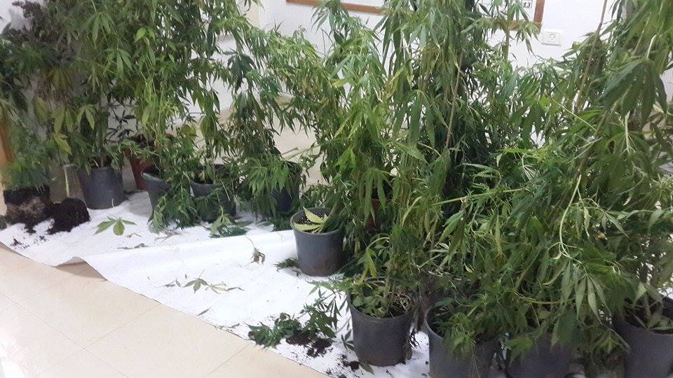 شرطة الخليل تضبط 21 شتلة ماريجوانا اشتال ماريجوانا