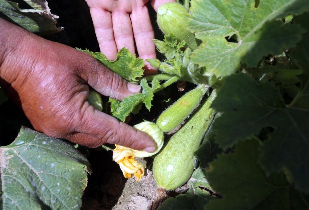 إسرائيل تتلف محاصيل الفلسطينيين بمبيدات حارقة في غزة محاصيل زراعية