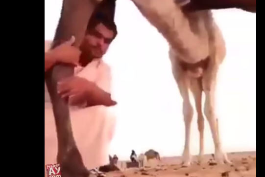 شاهد ماذا حدث لشاب التقط صورة وهو يعانق قدم جمل منوعات