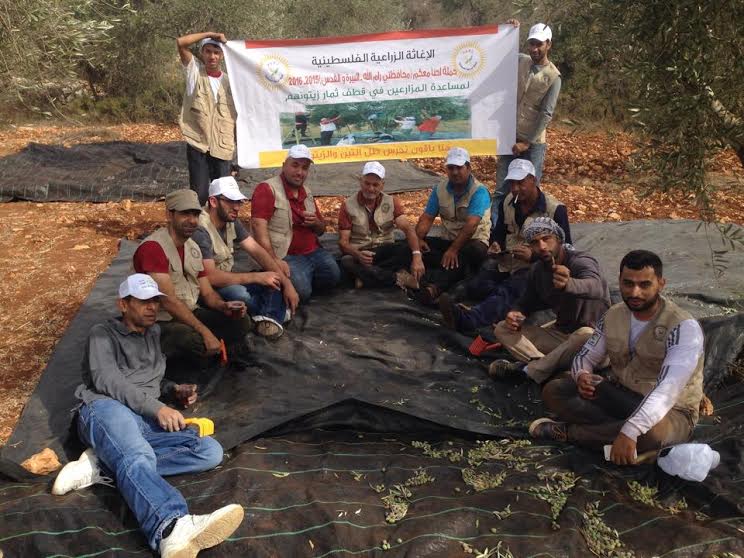 إدارة نادي سنجل والإغاثة الزراعية يقطفون الزيتون في سنجل نادي سنجل