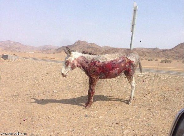 عذّب الحمار بربطه بالسيارة وجرّه على الإسفلت! عذّب الحمار بربطه بالسيارة وجرّه على الإسفلت!