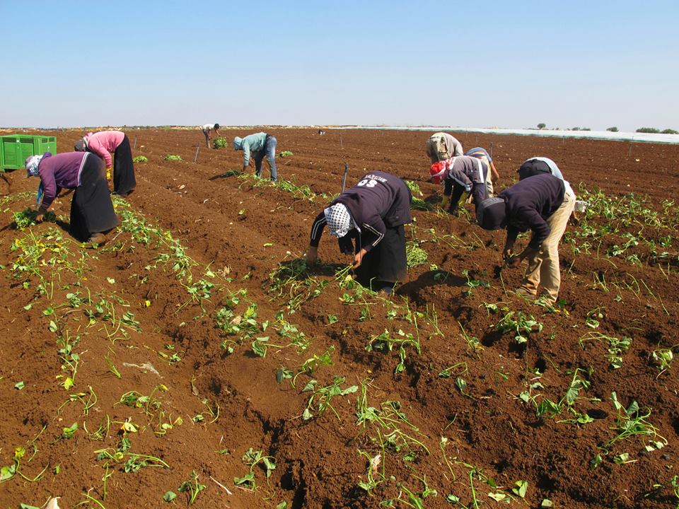 لاول مرة: البطاطا الحلوة تزرع بالضفة.. اليكم أهميتها البطاطا الحلوة
