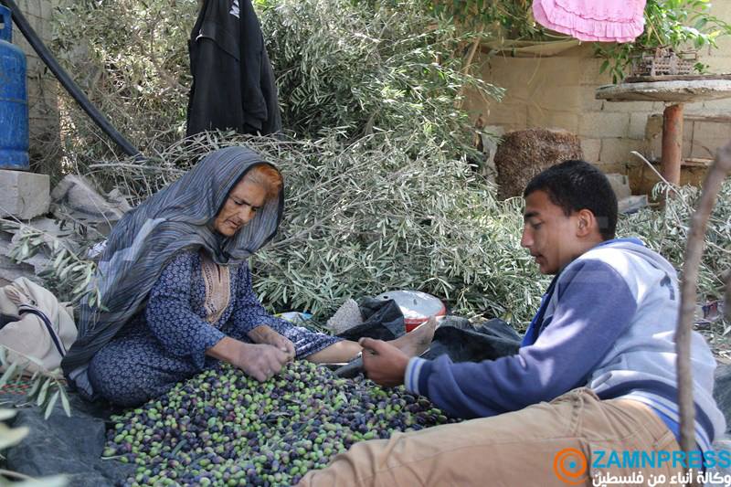 زيتون غزة .. موسم قطاف بطعم المعاناة وذكريات الحرب زيتون غزة