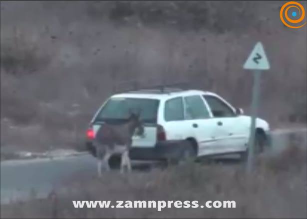 بالفيديو: مستوطن يسرق جحشاً ويقتاده إلى مستوطنة صورة توضيحية