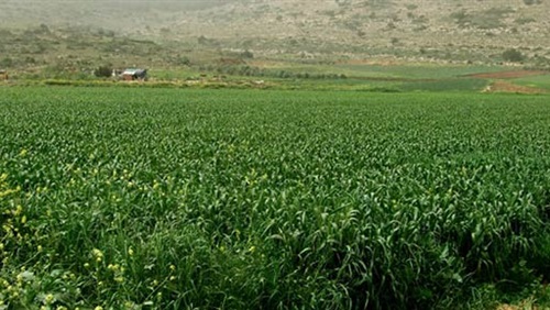 الذهب الأخضر أحد أعمدة الاقتصاد مهدد بالسقوط الذهب الاخضر