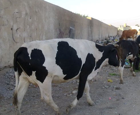 في العراق: مسلح سرق بقرةً فقتلت ابنه الوحيد بقرة