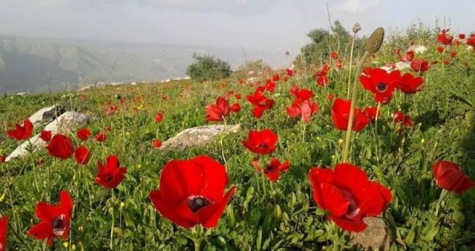 حالة الطقس: أجواء ربيعية والحرارة تواصل الارتفاع