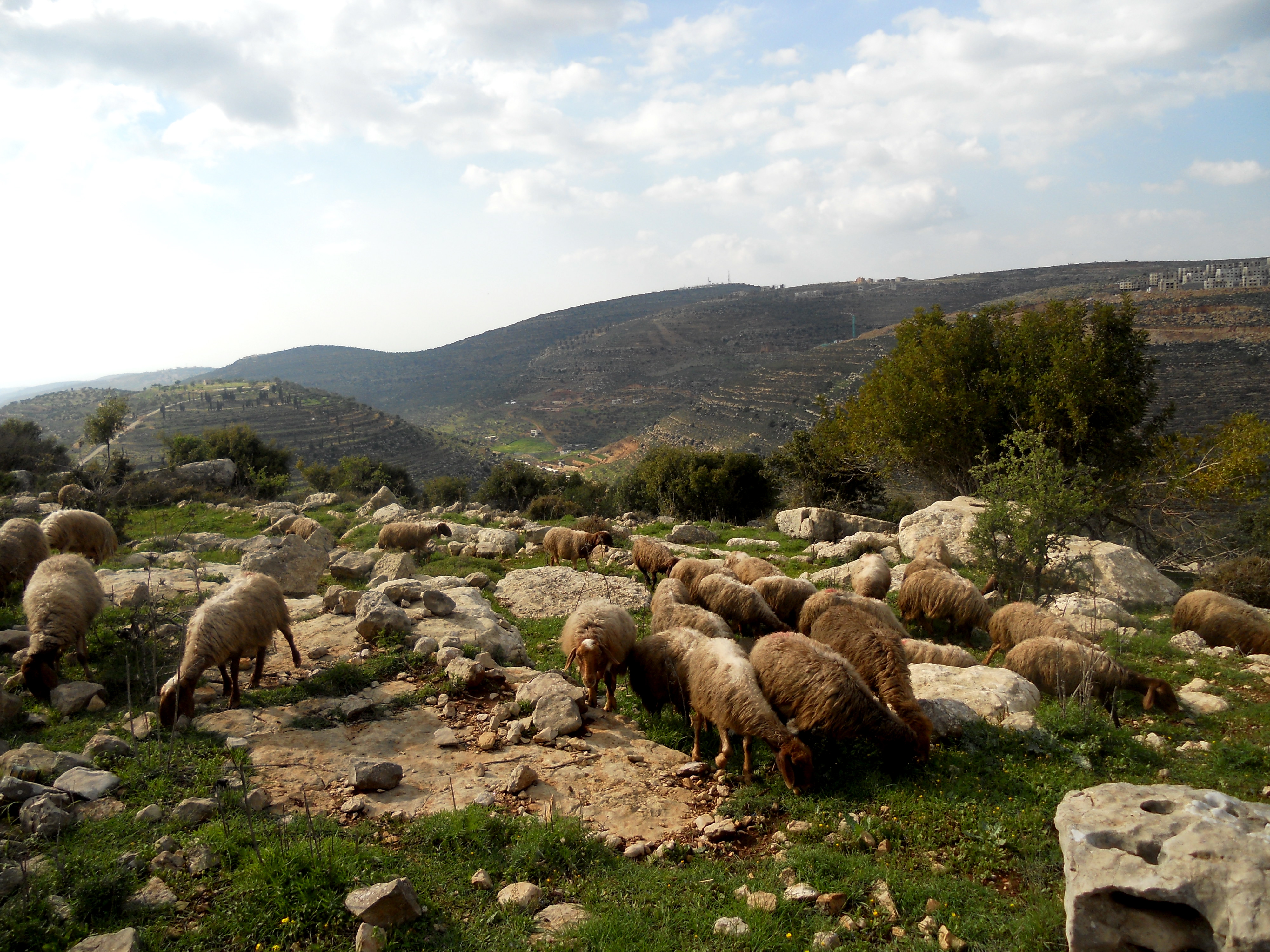 قرار دولي بسيادة الشعب الفلسطيني على موارده الطبيعية قرار دولي بسيادة الشعب الفلسطيني على موارده الطبيعية