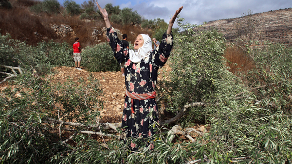 بيت لحم: مستوطنون يدمرون 50 شجرة زيتون بيت لحم