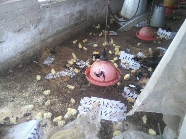 نفوق 2500 طائر في حريق حظيرة طيور بقباطية طيور ميتة
