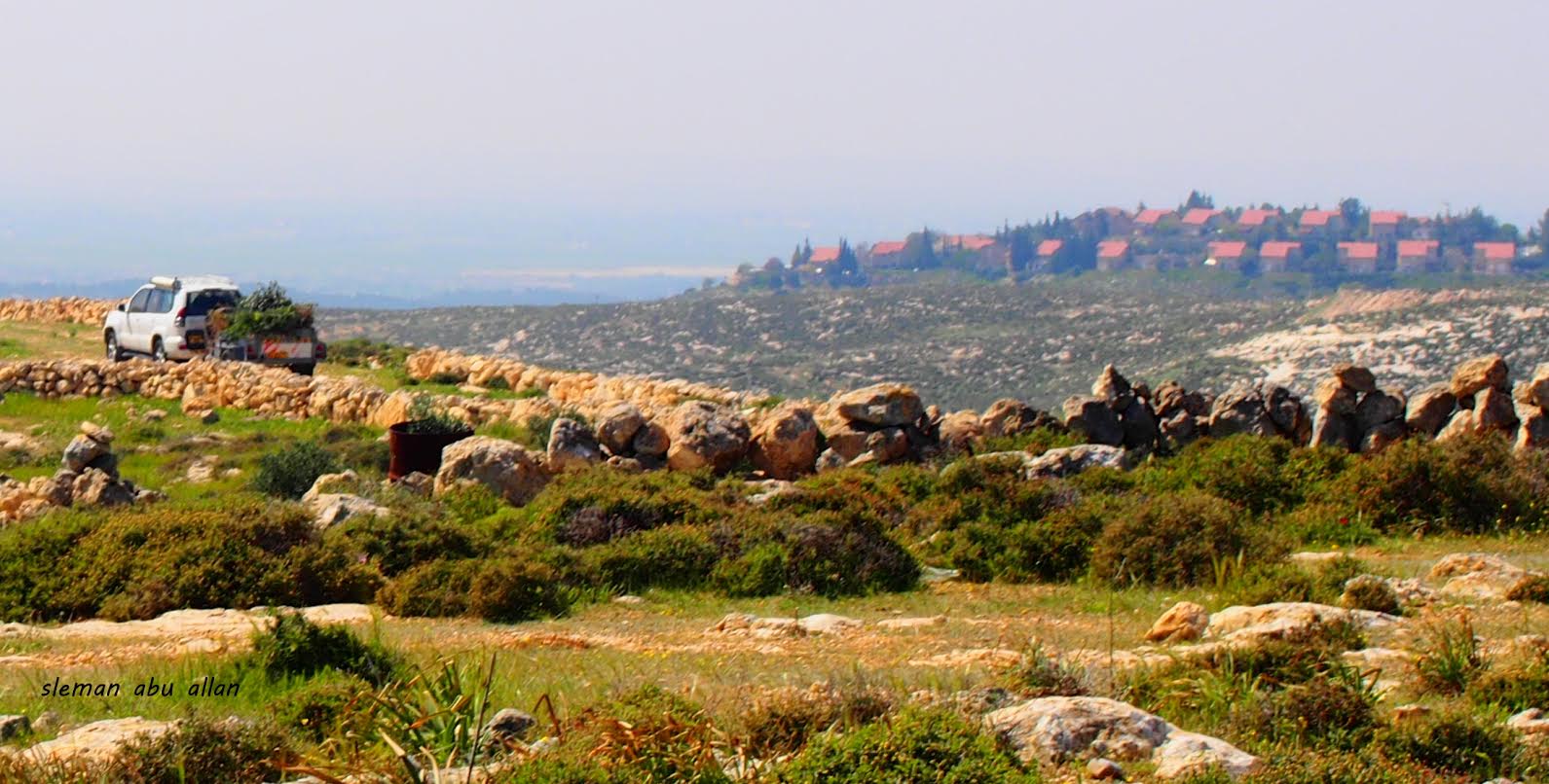 الاحتلال يقتلع 150 شجرة زيتون في الظاهرية اقتلاع اشجار زيتون