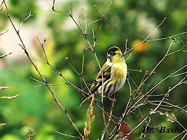 تسجيل الحسون الشوكي ( Carduelis spinus) في سهول مرج ابن عامر الحسون الشوكي