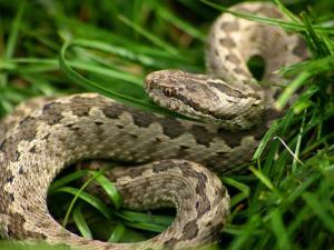 افعى فلسطين