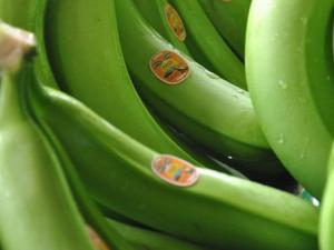 الموز الأخضر