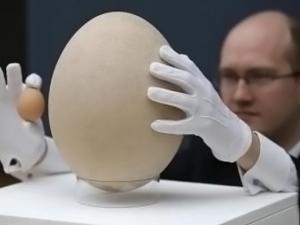 بيضة نادرة لطائر الفيل