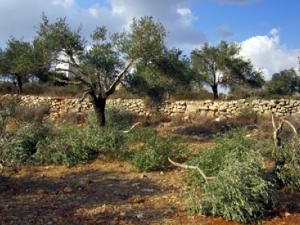 صورة توضيحية