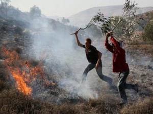 حرق الزيتون