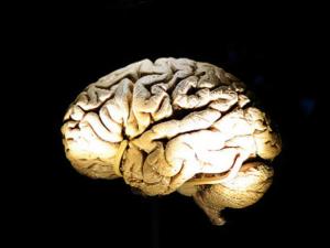 دماغ