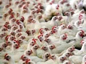 سالامونيلا