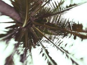 شجرة