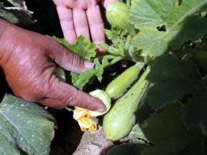 محاصيل زراعية