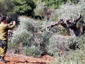 اقتلاع الاشجاء