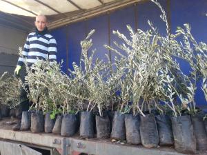 نشطاء يزرعون أشتال زيتون جنوب بيت لحم