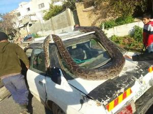 افعى ضخمة