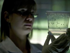 فيتنام تسجل أول حالتي إصابة بفيروس "زيكا"