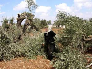 مستوطنون يقتلعون أشجار زيتون شمال رام الله