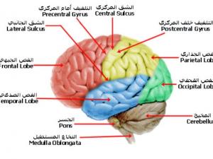 الضمير
