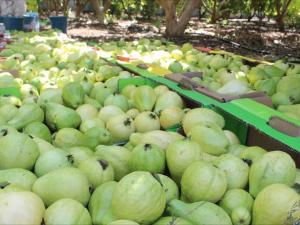 عام التبوير