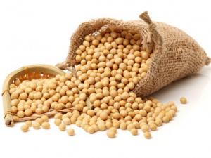 فول الصويا 