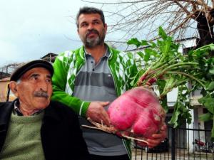 صورة توضيحية