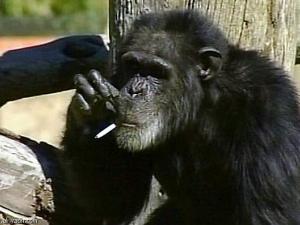 الشامبانزي