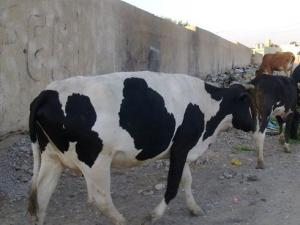 بقرة