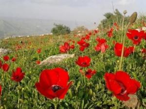 حالة الطقس: أجواء ربيعية والحرارة تواصل الارتفاع