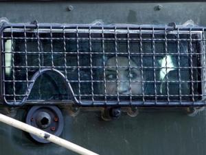 صورة توضيحية