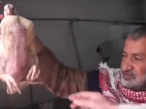 دجاجة بأربعة أرجل