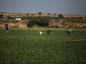 الاحتلال يفتح النار على مزارعين شرق غزة