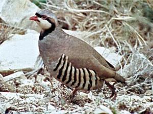  طائر "حجل"