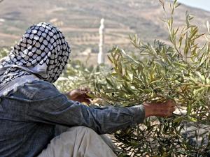ماذا بخصوص عطلة موسم الزيتون؟