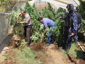 ‏ ضبط مشتل ضخم مزروع بالقنب المخدر شمال نابلس