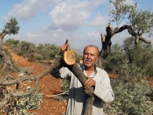 مستوطنون يقتلعون اشجار